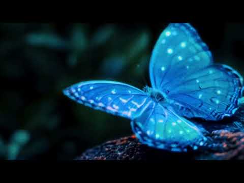 Wreckless Strangers - Never Give Up (Official Music Video)