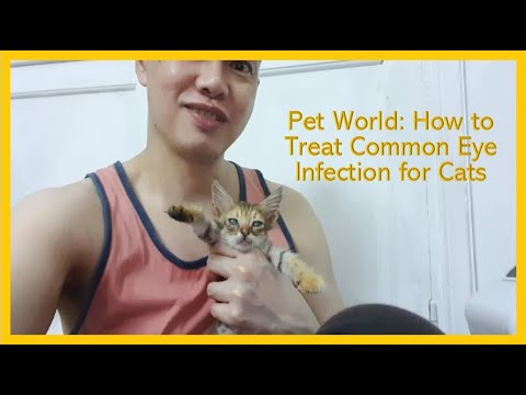 Pet World: How to Treat Common Eye Infection for Cats