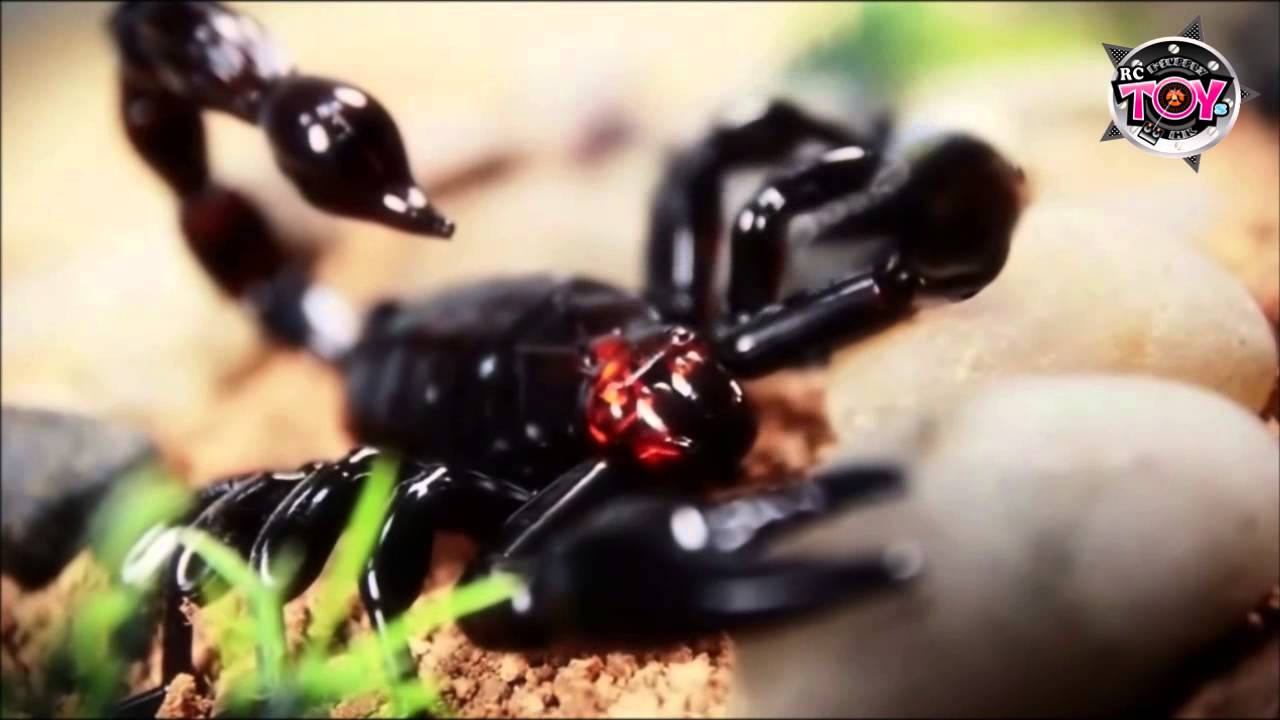 Youtube Video Preview