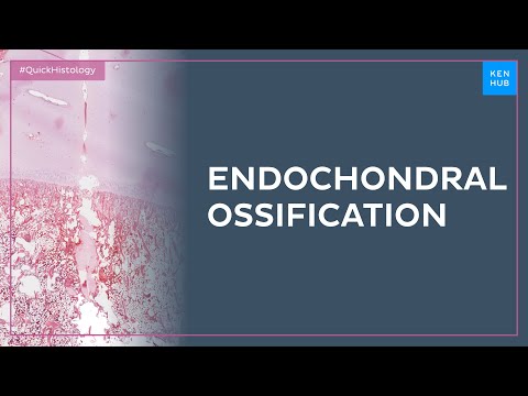 Histology of endochondral ossification - Quick Histology | Kenhub
