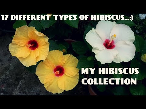download lagu mp3 mp4 Where To Find Hibiscus Flowers, download lagu Where To Find Hibiscus Flowers gratis, unduh video klip Where To Find Hibiscus Flowers