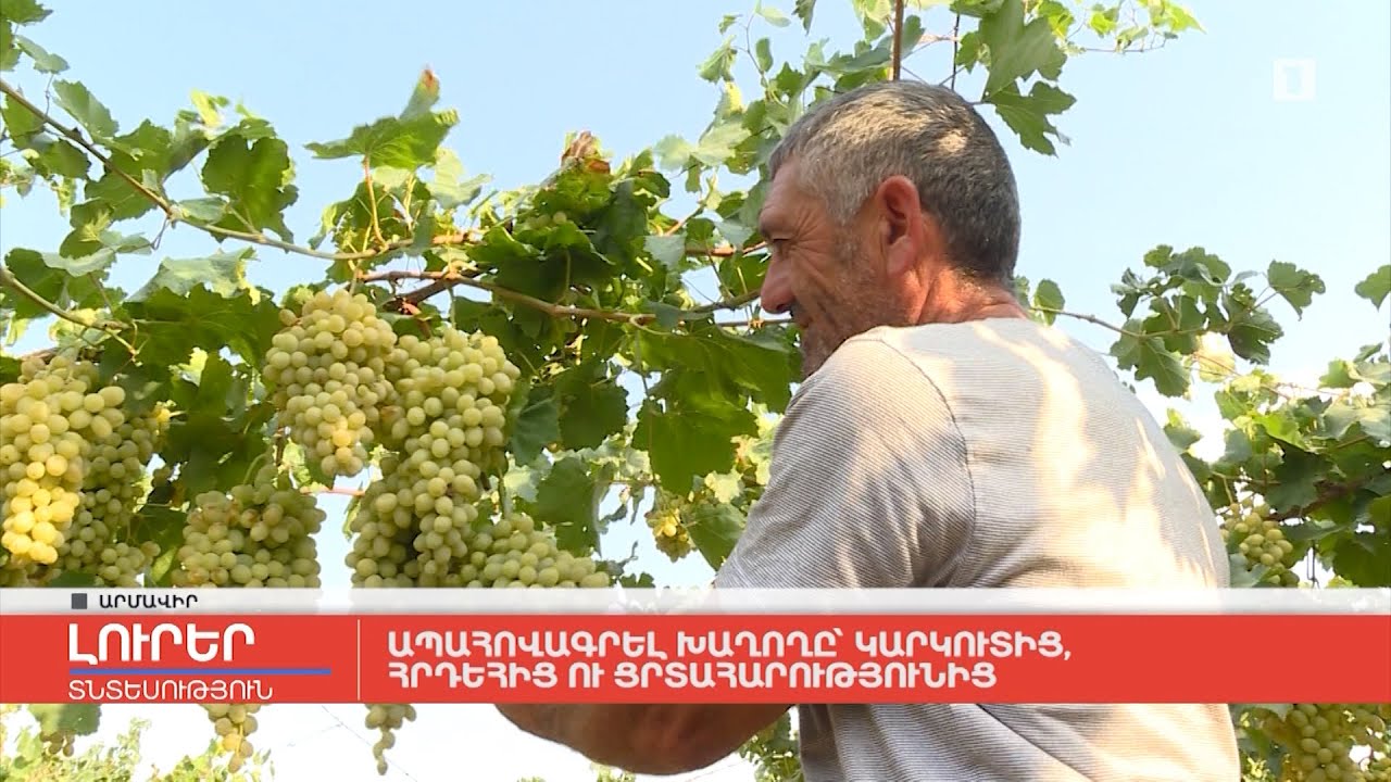 Ապահովագրել խաղողը կարկուտից, հրդեհից ու ցրտահարությունից