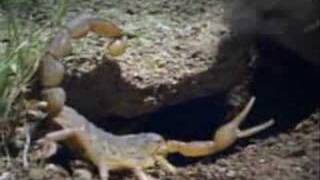 Slipknot - Liberate (when scorpions attack)