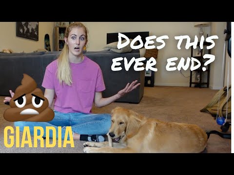 What To Expect After Giardia | Puppy Health Update