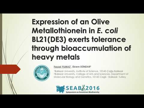 Expression of an Olive Metallothionein SEAB2016