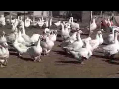 , title : 'Buy Order Goslings - Embden Geese - Metzer Farms'