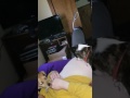 Dog Licks Belly Button