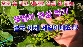포도 꽃 피고 제대로 결실 안 되는 '꽃떨이 현상' 막기 -결국 이게 제일이네요.(포도재배, 포도 개화, 포…