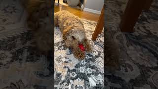 Video preview image #1 Goldendoodle (Miniature) Puppy For Sale in Westwood, NJ, USA