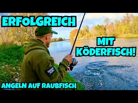 Erfolgreich mit Köderfisch am Fluss!