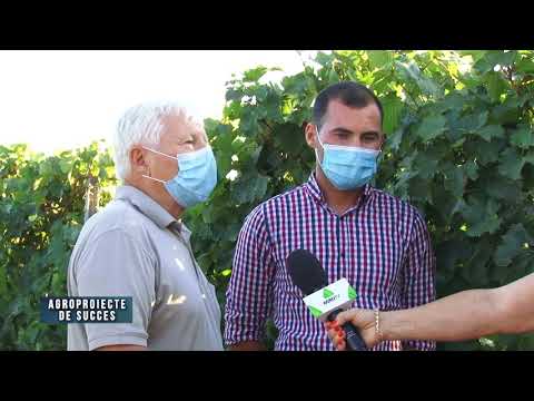 Agro proiect de succes Crama Hamangia Tulcea