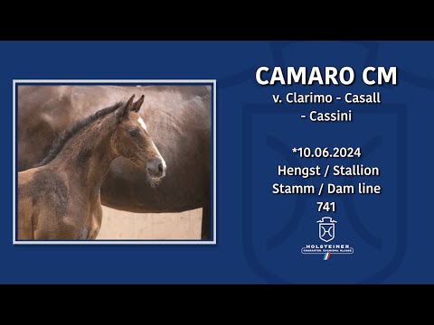 Tomorrow's Champions in Warendorf 2024 | Nr.12 v. Clarimo - Casall