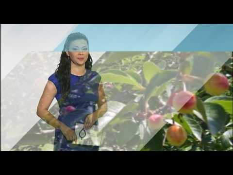 Zelena prognoza, 24.5.2017. - O stanju u zasadima višanja i trešanja