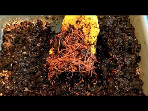 Abrupt start to worm migration in 2 systems - vermicomposting