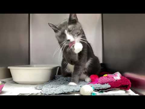 Maui Sweetheart, an adopted Domestic Short Hair in Clifton, NJ_image-1