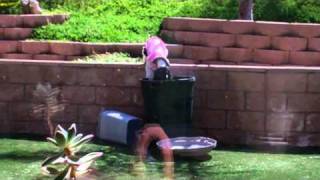 Dog falls into trashcan