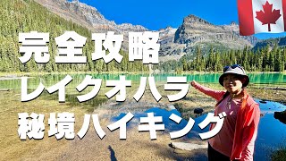 【完全攻略】レイクオハラ🇨🇦カナディアンロッキーの秘境をハイキング！