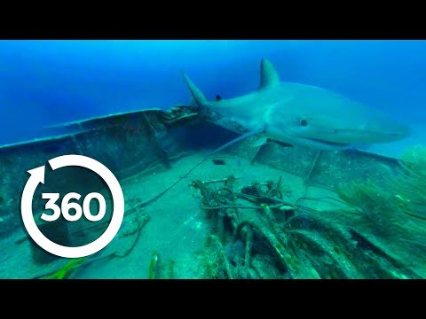 MythBusters: Sharks Everywhere! (360 Video)