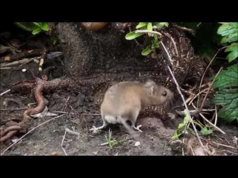 ANM 103: Why run when you can hop?