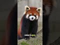 This is why red panda love ice blocks