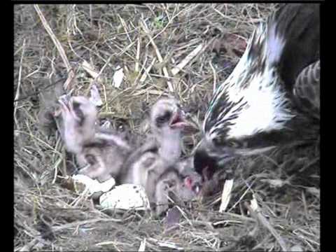 THREE Dyfi osprey chicks.wmv