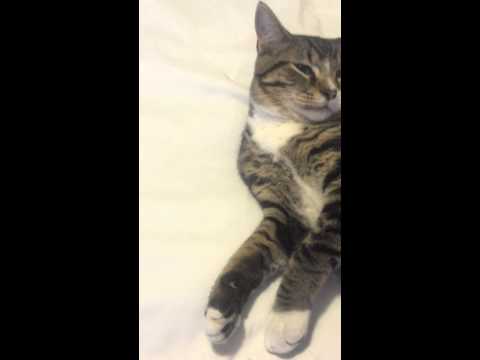YouTube video about: Can you crush capstar for cats?