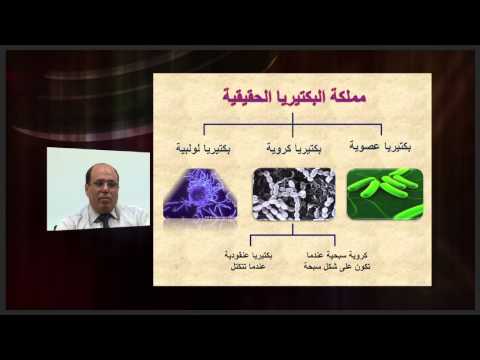 الأحياء - الصف الحادى عشر - الدرس رقم (14) البكتيريا