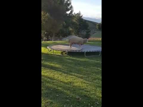 download lagu mp3 mp4 Sheep On Trampoline, download mp3 Sheep On Trampoline free downloadn, video klip Sheep On Trampoline