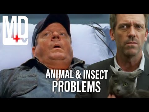 Animals and Insects Causing Problems | House M.D | MD TV