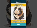 guinea pig - conejillo de indias video thumbnail