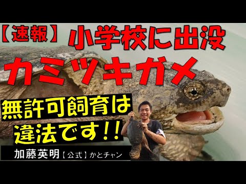 IUCN分類における絶滅の危険性を示す図。
