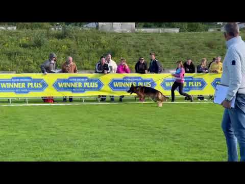 Omen vom Frankengold , Standmusterung BSZS 2022