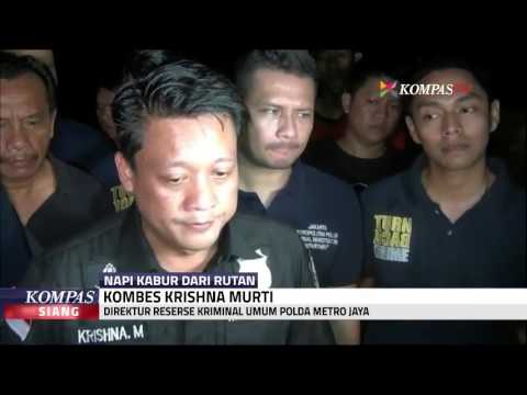 Napi Anwar Ditangkap, Keluarga Nangis Histeris