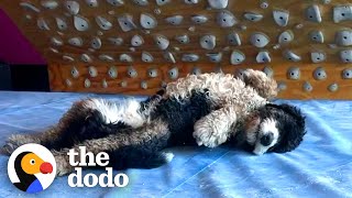 Sasha DiGiulian’s Puppy Motivates her to Climb Again | The Dodo Teammates by The Dodo