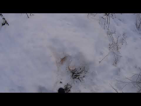 Metsolan Metsäkoulu 117 - Villinnäköstä hakkuujälkee