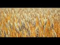 The David Berger Jazz Orchestra - Rock and Rye