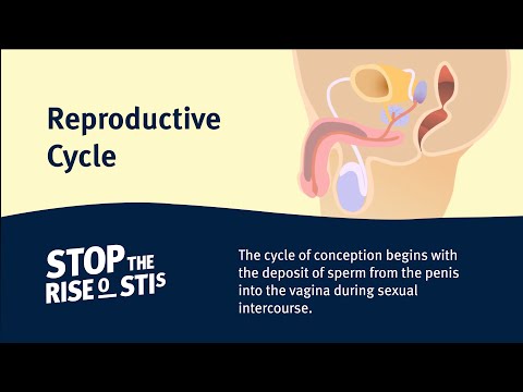 Sexual Health - Reproductive Cycle