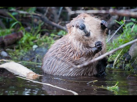 Bébé castor - mouvements d'animaux mignons et drôles, compilation # 12 | creature hub | creaturehub