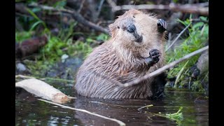 Bébé castor - mouvements d'animaux mignons et drôles, compilation # 12 | creature hub | creaturehub
