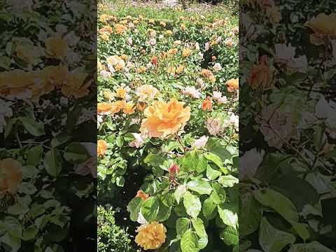 Ryan Paris - Dolce Vita. La Vida es Dulce Si Sabes Disfrutar sus Grandes Momentos. Aquí uno de ellos -…