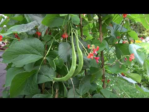 Beans are ready for picking now!! 20/07/21. (No trains in this one!!)