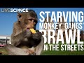 Starving Monkey Gangs Battle In Thailand As Coronavirus Keeps Tourists Away