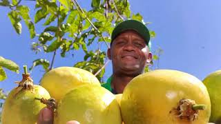 20 de Novembro: Dia da Consciência Negra