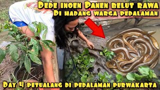 Download lagu DEDE INOEN HARVESTING SWAMP EELS DAY 4, HABITATING UNDER WATER HYACINTHS mp3 Download lagu DEDE INOEN HARVESTING SWAMP EELS DAY 4, HABITATING UNDER WATER HYACINTHS mp3