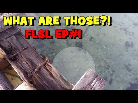 What WERE THOSE...?! The FLORIDA SPECIES SLAM Begins!!! FLSP EP1