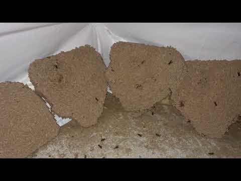 Huge Yellow Jacket Nest Hidden Well in the...