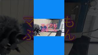 【日本保守党】　カメラ　VS　まさる部長　 #小野寺まさる  #お笑い #日本保守党 #保守党 #マービー