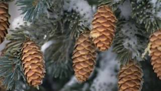 Song For A Winter`s Night - Sarah McLachlan