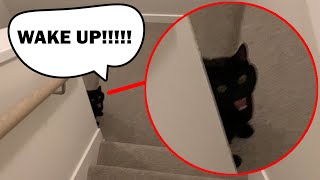 Cat meowing so loud in the morning!