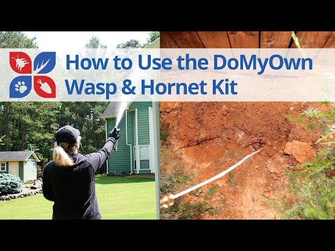  Wasp and Hornet Kit Video 